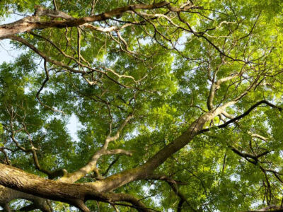 Aux ramieres grand gîte : au coeur de la nature Aux ramieres grand gîte : au coeur de la nature